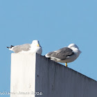 Yellow-legged Gull