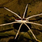 Fishing Spider