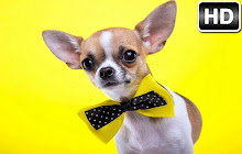 Chihuahua Dogs Custom New Tab - freeaddon.com small promo image