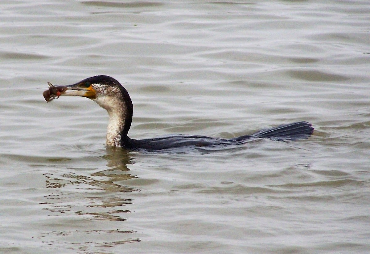 White-breasted cormorant