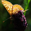 Marsh Fritillary; Doncella de ondas