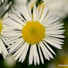 Hairy Mountain Daisy