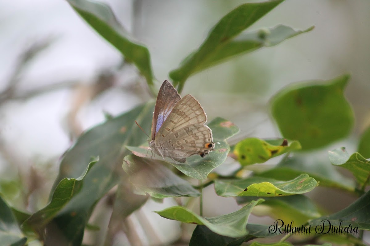 Redspot (female)