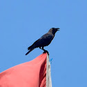 House crow