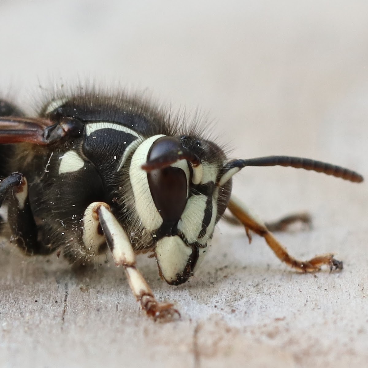 Bald-faced hornet