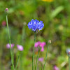 Cornflower