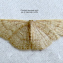 common tan wave moth