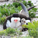 Black Skimmer