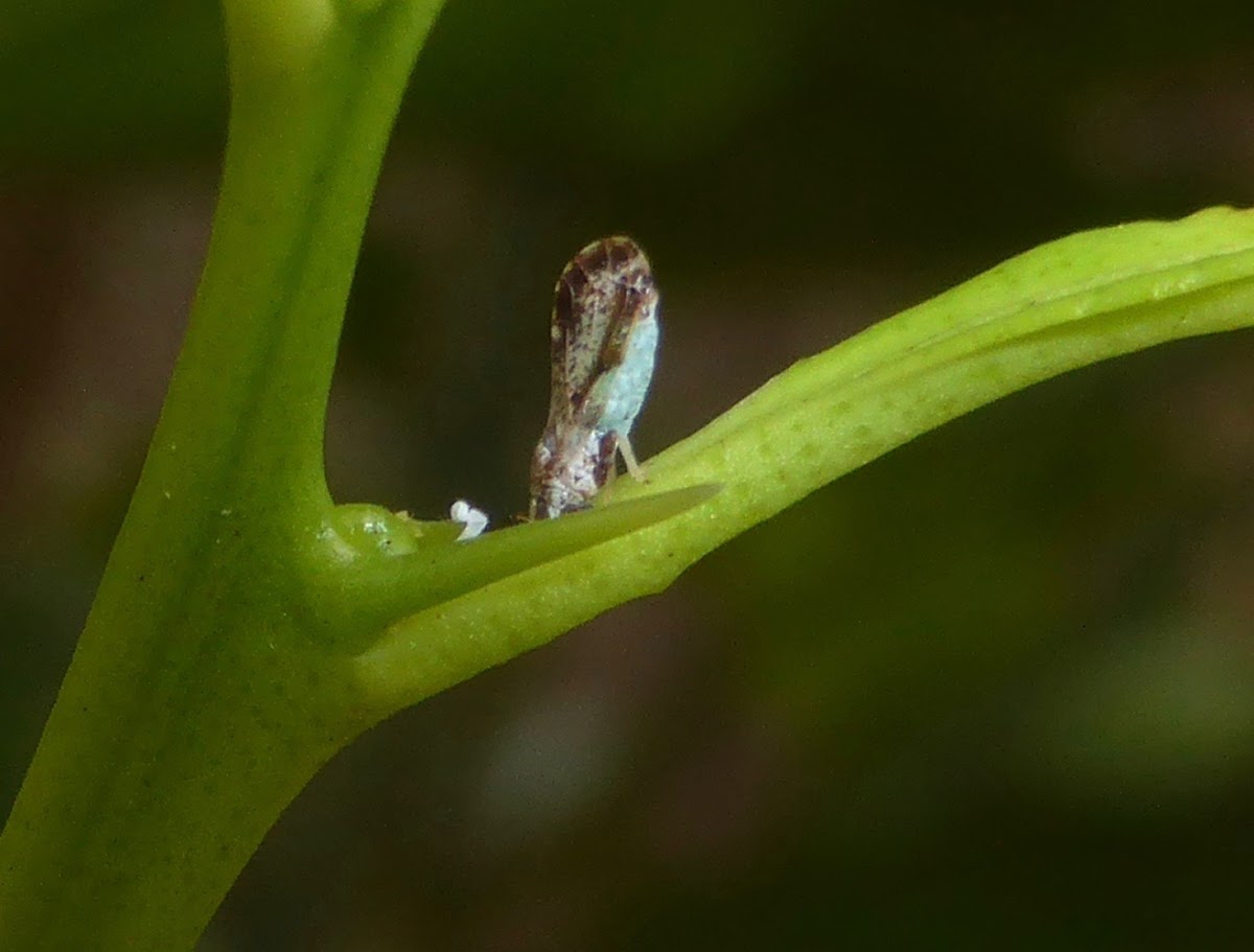 Asian Citrus Psyllid