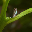 Asian Citrus Psyllid