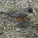 American Robin