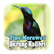 Download Tips Merawat Burung Kolibri For PC Windows and Mac