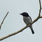 Black-winged flycatcher-shrike