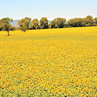 Camapagna maremmama di 