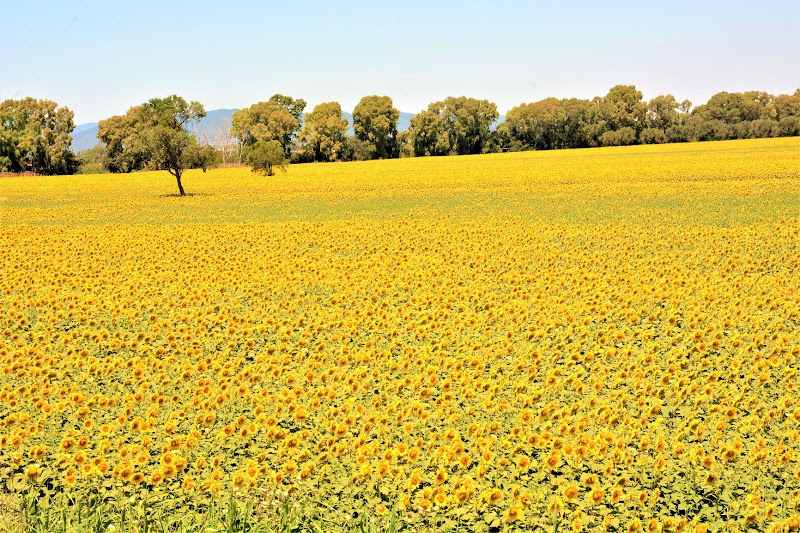 Camapagna maremmama di MORENO ANTOGNOLI