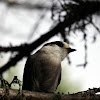 Canada Jay