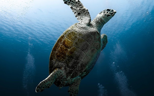 TURTLE Theme Preview 1