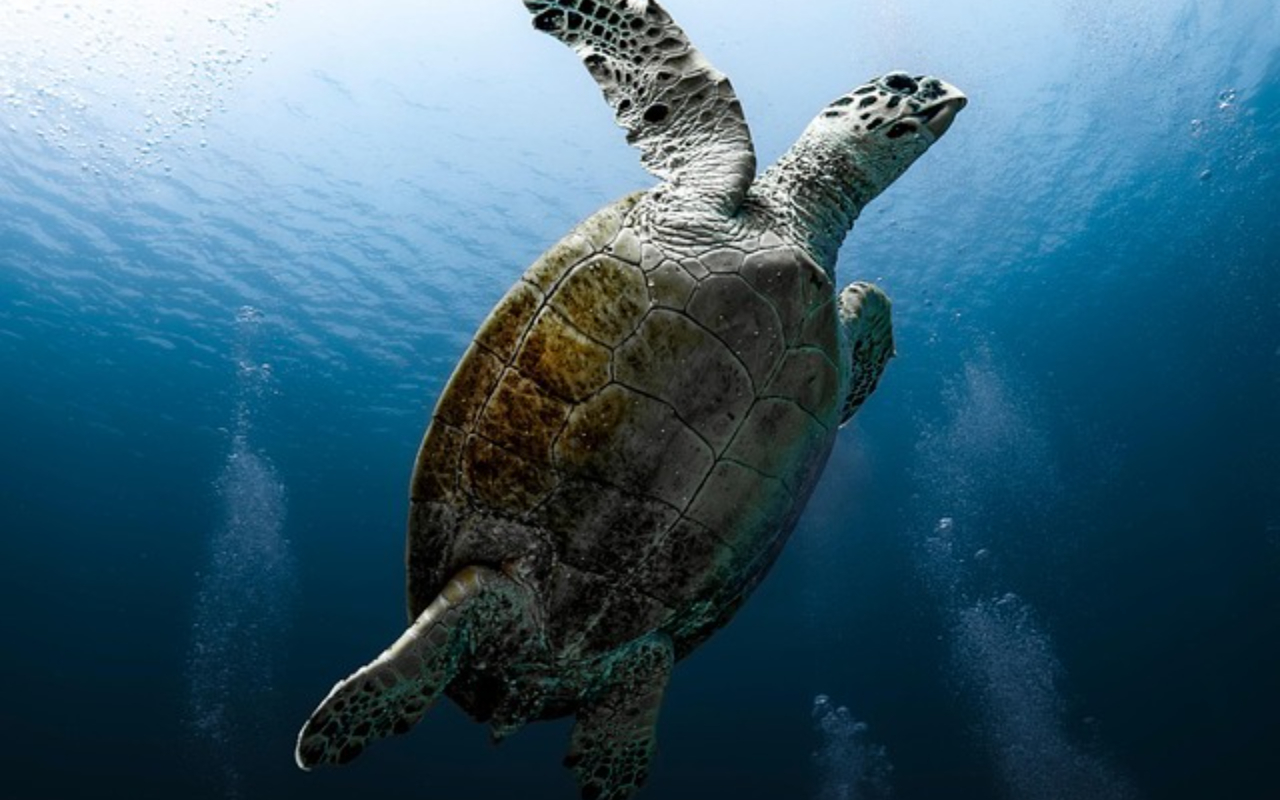 TURTLE Theme