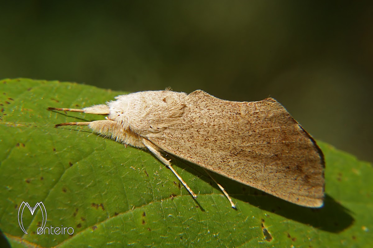 Prominent moth