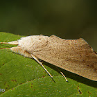 Prominent moth