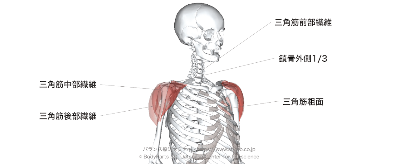 三角筋前部