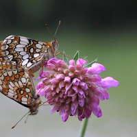 Melitaea di 