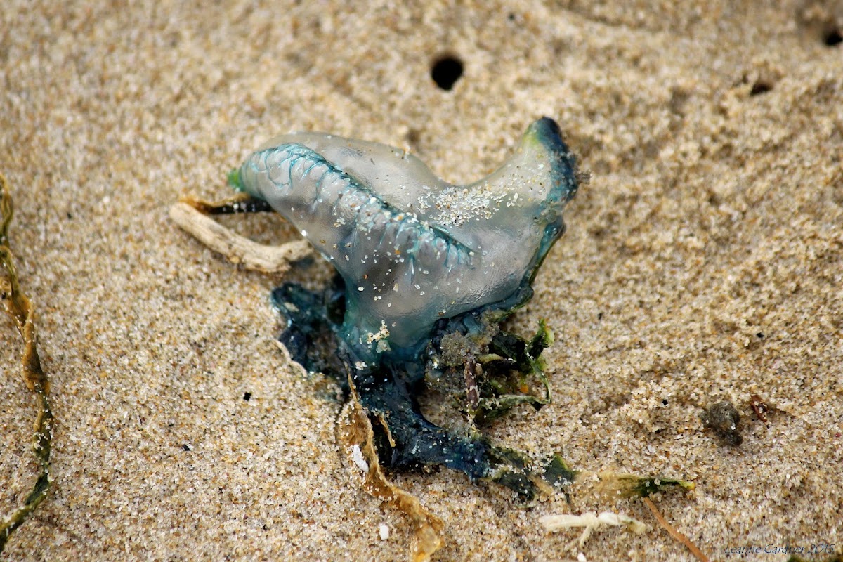 Bluebottle or Portuguese man o'war