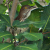 Brown Thrasher