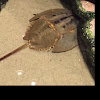 Horseshoe Crab