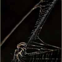 SPIDER RADIOGRAPHY di 