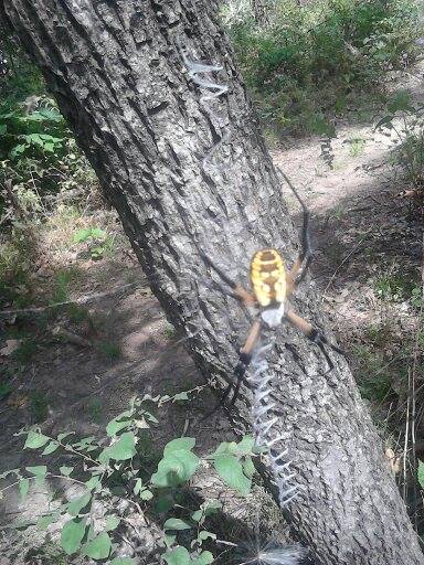 Black and Yellow Garden Spider