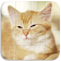 Chatons Puzzle icon