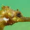 Long-snouted seahorse. Caballito de mar