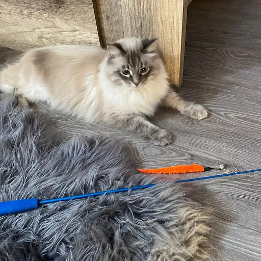 11Pcs Cat Toy Sets Cat Wand Toy, Retractable Cat Feather Toys and Replacement Refills with Bells, Interactive KittenToys