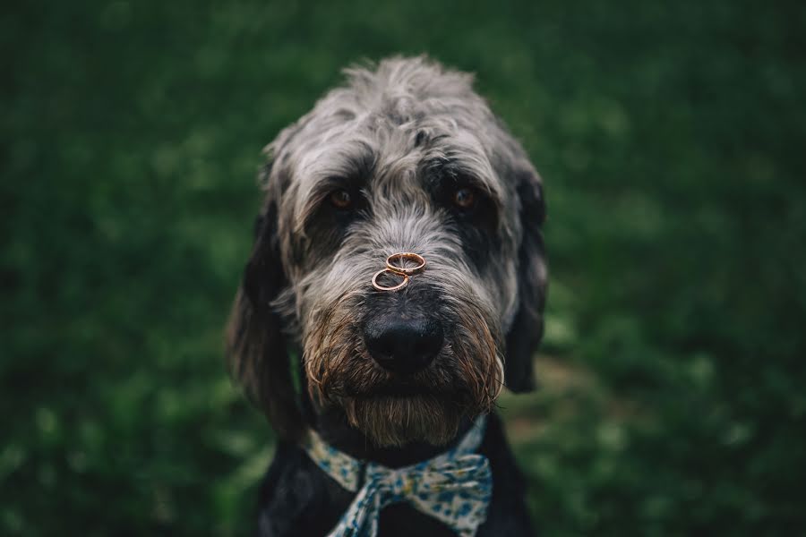 Wedding photographer Zsolt Sári (zsoltsari). Photo of 9 September 2017