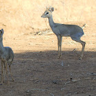 Kirk's Dikdik