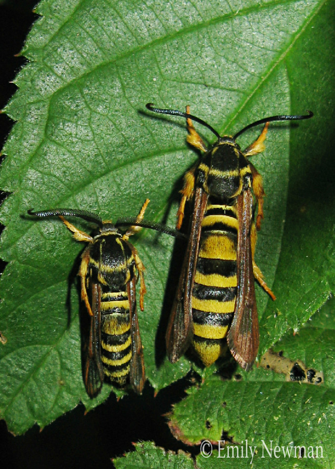 Raspberry Crown Borer Moth