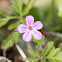 Herb Robert