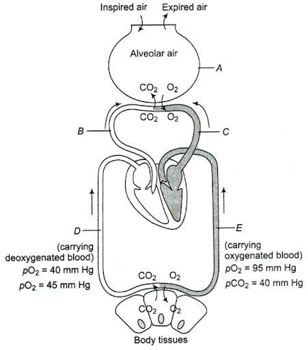 Transport of Gases in Blood