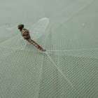 Small Minnow Mayfly, male