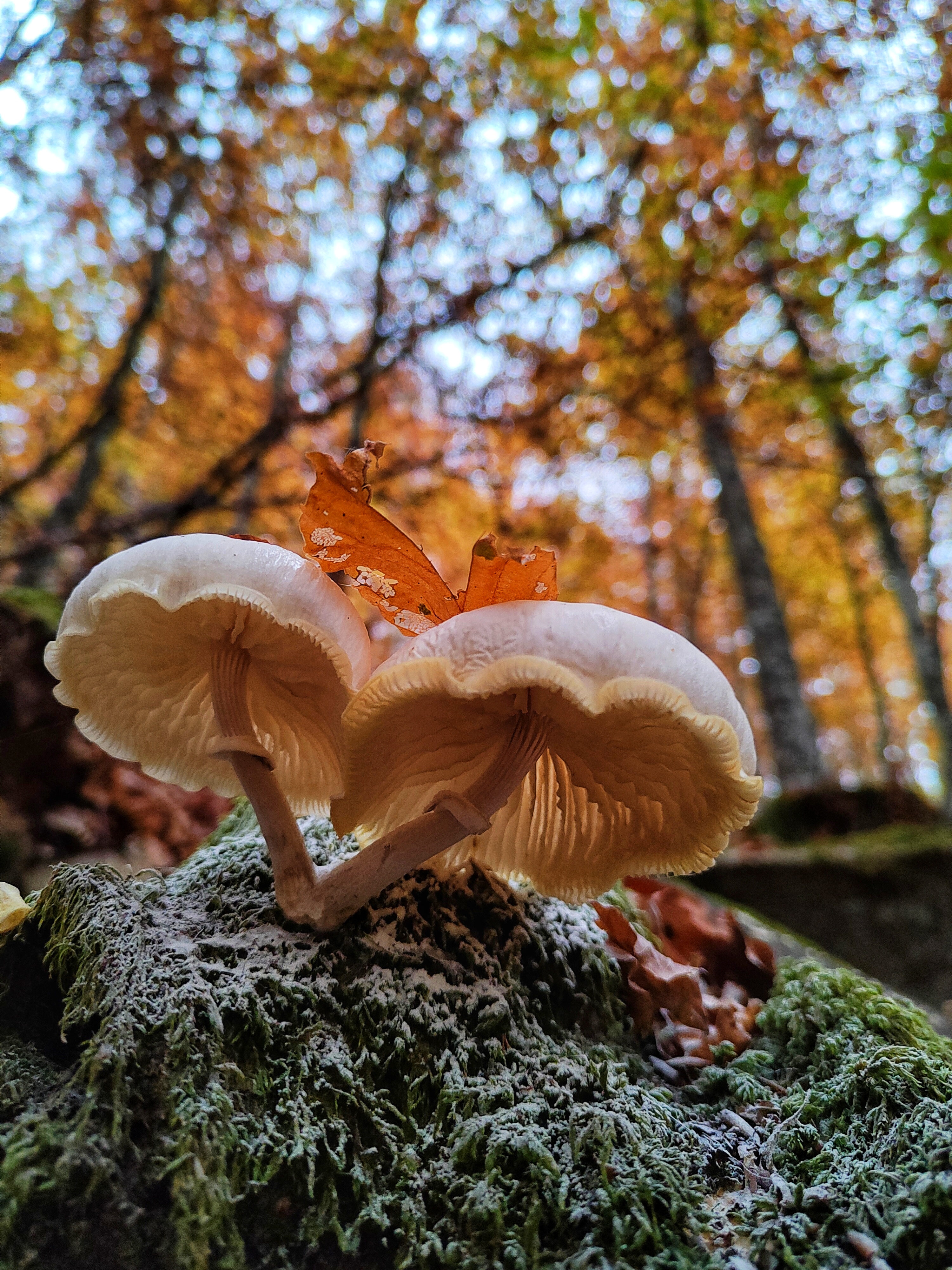 Bosco autunnale di Giorgio Lucca