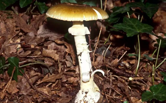 Victoria Police believe Erin Patterson's guests were fed death cap mushrooms, which are highly lethal
