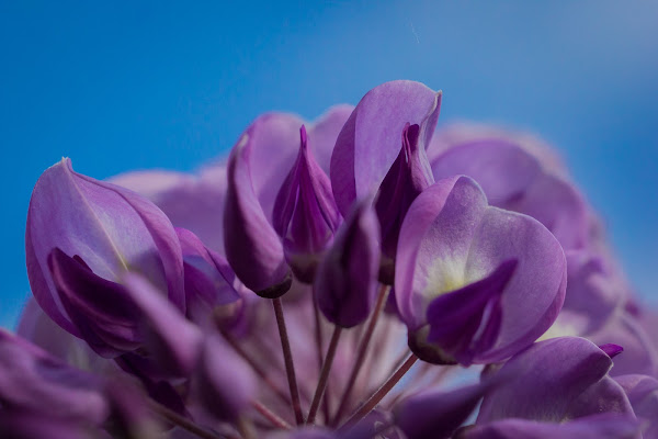 Petali verso il cielo di GIORGIO VOLPONI