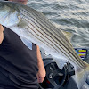 Striped Bass