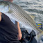 Striped Bass