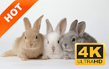 Rabbit HD New Tabs Popular Animals Themes small promo image