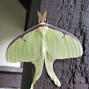 Luna Moth