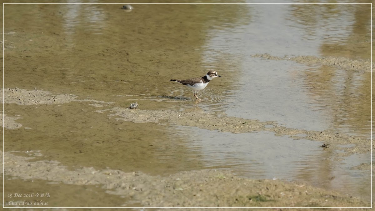 Charadrius dubius 金眶鴴