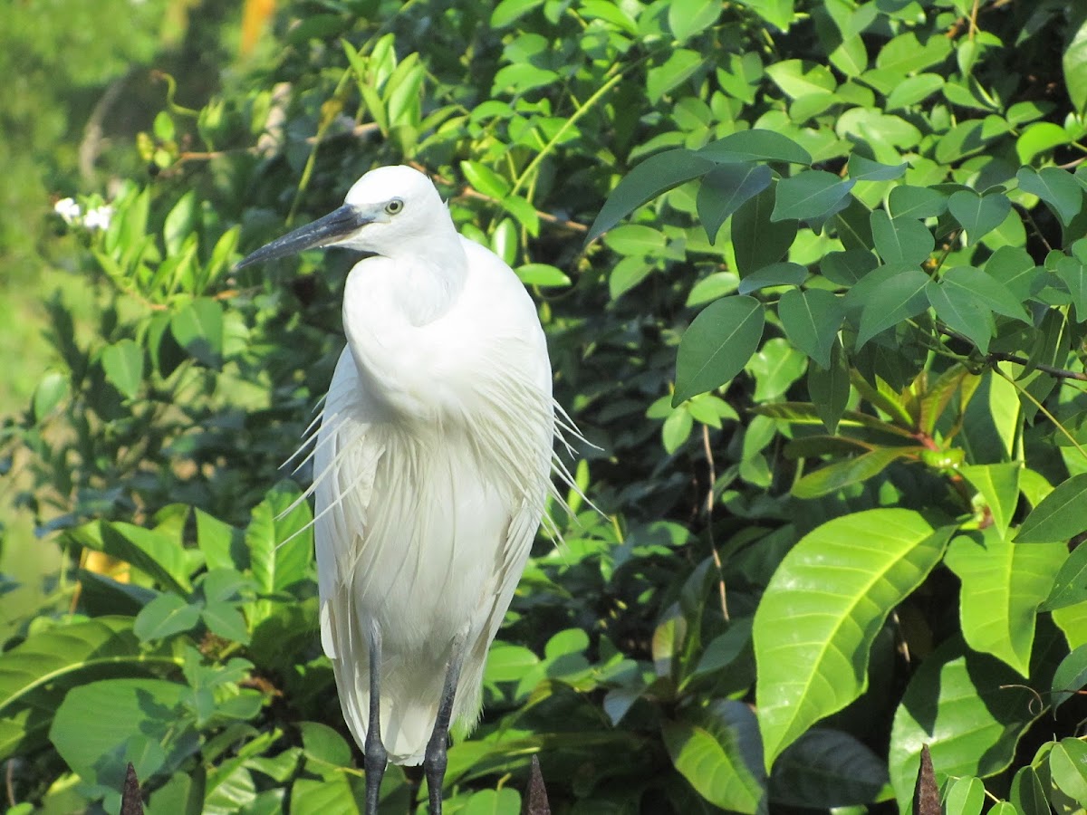 Cattle Egret