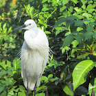 Cattle Egret